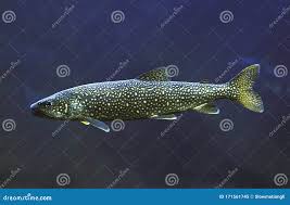 Image result for Salvelinus namaycush