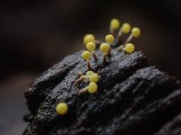 Attēlu rezultāti vaicājumam “Physarum melleum macro”