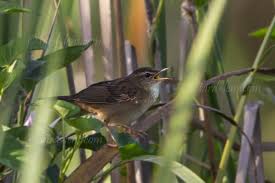 Image result for Locustella certhiola