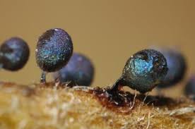 Attēlu rezultāti vaicājumam “Lamproderma ovoideum macro”