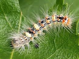 Attēlu rezultāti vaicājumam “Moma alpium”