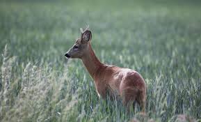 Attēlu rezultāti vaicājumam “Capreolus capreolus”