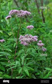 Attēlu rezultāti vaicājumam “Eupatorium cannabinum bud”