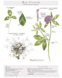 Attēlu rezultāti vaicājumam “Trifolium medium flower”