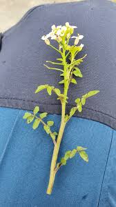 Attēlu rezultāti vaicājumam “Cardamine amara leaf”