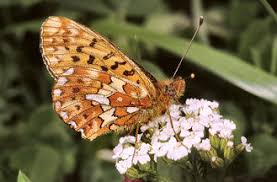 Attēlu rezultāti vaicājumam “Clossiana euphrosyne”