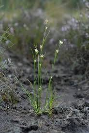 Attēlu rezultāti vaicājumam “Rhynchospora alba leaf”