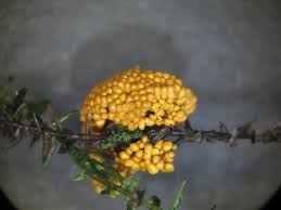 Attēlu rezultāti vaicājumam “Oligonema flavidum”