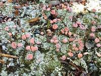 Attēlu rezultāti vaicājumam “Dibaeis baeomyces”