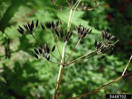 Attēlu rezultāti vaicājumam “Anthriscus sylvestris”