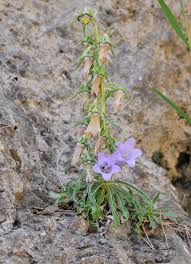 Image result for Campanula affinis