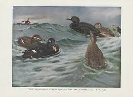 Attēlu rezultāti vaicājumam “Melanitta nigra”