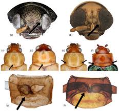 Attēlu rezultāti vaicājumam “Alticinae”