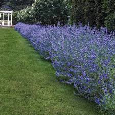 Attēlu rezultāti vaicājumam “Barbula”