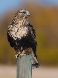 Attēlu rezultāti vaicājumam “Buteo lagopus”