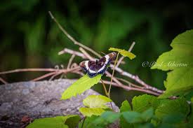 Attēlu rezultāti vaicājumam “Favonius quercus underside”