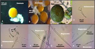 Attēlu rezultāti vaicājumam “Spongilla lacustris”