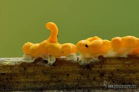 Attēlu rezultāti vaicājumam “Badhamia nitens”