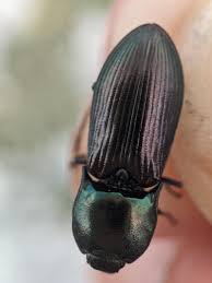 Attēlu rezultāti vaicājumam “Selatosomus aeneus”