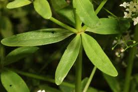 Attēlu rezultāti vaicājumam “Galium elongatum leaf”