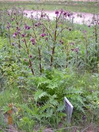 Attēlu rezultāti vaicājumam “Cirsium x rigens flower”