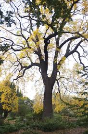 Attēlu rezultāti vaicājumam “Juglans nigra”