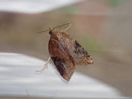 Attēlu rezultāti vaicājumam “Acleris laterana”