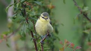 Attēlu rezultāti vaicājumam “Cyanistes caeruleus juvenile”