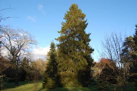 Attēlu rezultāti vaicājumam “Picea abies”