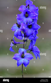 Attēlu rezultāti vaicājumam “Delphinium elatum  flower”