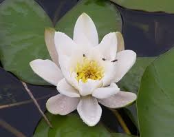 Attēlu rezultāti vaicājumam “Nymphaea alba flower”