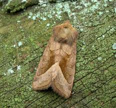 Attēlu rezultāti vaicājumam “Hydraecia micacea”