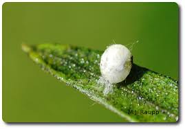 Attēlu rezultāti vaicājumam “Chrysopidae eggs”