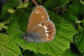 Attēlu rezultāti vaicājumam “Coenonympha hero”