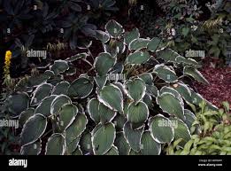Image result for Hosta fortunei albomarginata