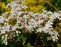 Attēlu rezultāti vaicājumam “Sedum album bud”