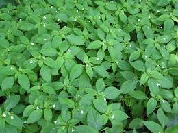 Attēlu rezultāti vaicājumam “Impatiens parviflora leaf”