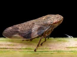 Attēlu rezultāti vaicājumam “Aphrophora alni”