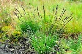 Attēlu rezultāti vaicājumam “Molinia caerulea fruit”