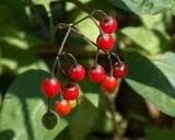 Attēlu rezultāti vaicājumam “Corynephorus canescens fruit”