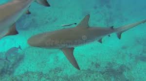 Image result for Carcharhinus perezii