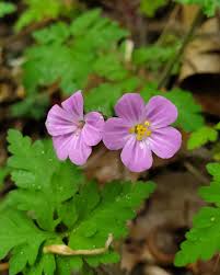 Attēlu rezultāti vaicājumam “Geranium robertianum flower”