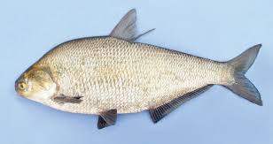 Image result for Dorosoma cepedianum