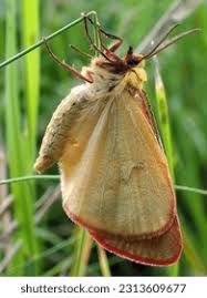 Attēlu rezultāti vaicājumam “Diacrisia sannio”