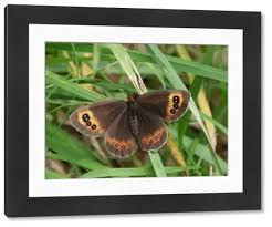 Attēlu rezultāti vaicājumam “Erebia aethiops”