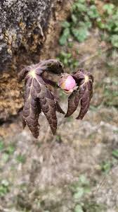 Attēlu rezultāti vaicājumam “Podophyllum hexandrum fruit”