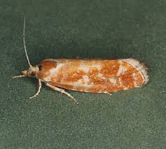 Attēlu rezultāti vaicājumam “Rhyacionia pinicolana”