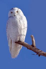 Image result for Bubo scandiacus