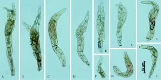 Attēlu rezultāti vaicājumam “Pohlia”