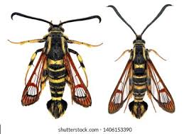 Attēlu rezultāti vaicājumam “Sesiidae”